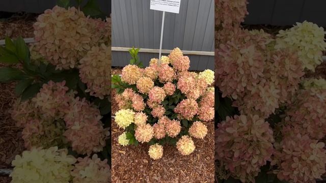 Гортензия метельчатая Граффити в грунте 2й год ПИТОМНИК-ГОРТЕНЗИЙ.РФ ☎️8-926-645-46-99 смотреть онлайн