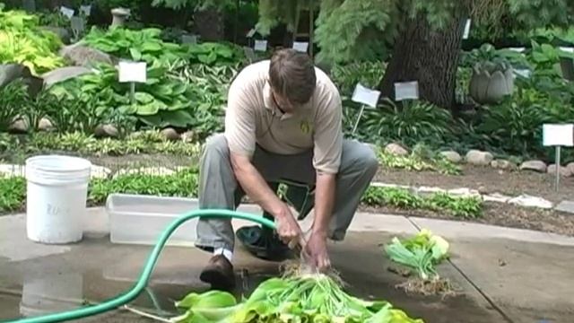 How to dig and divide Hostas. Part 3: Dividing a Hosta смотреть онлайн
