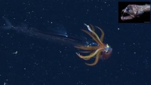 Морские обитатели: свечение и электричество