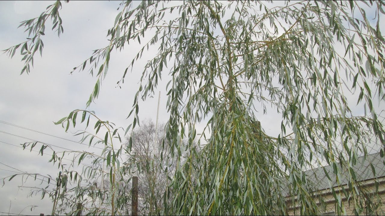 Плакучая ива