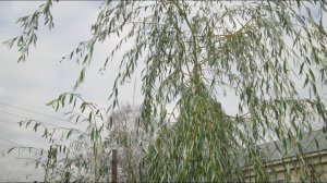 Плакучая ива