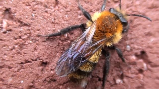 Plasterer Bee (Colletidae: Colletes) on Wall смотреть онлайн