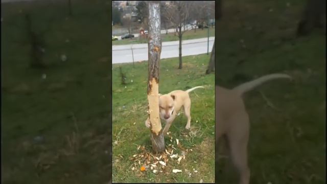 Собака грызет дерево в который залез кошка смотреть онлайн