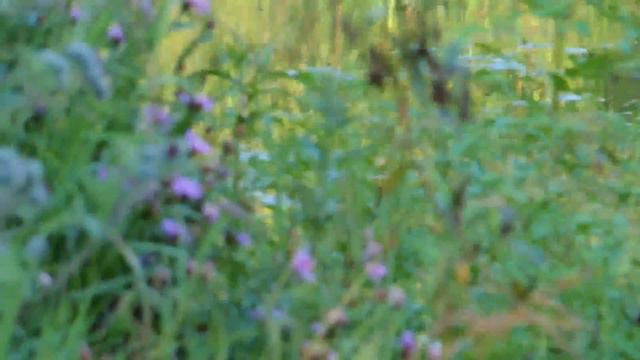 Цапля на пруду 3 смотреть онлайн