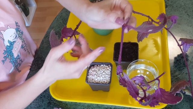 How to Grow Purple Passion Plant FROM CUTTINGS + UPDATE смотреть онлайн