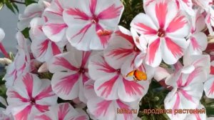 Флокс метельчатый Твистер (phlox paniculata) ? Твистер обзор: как сажать, рассада флокса Твистер