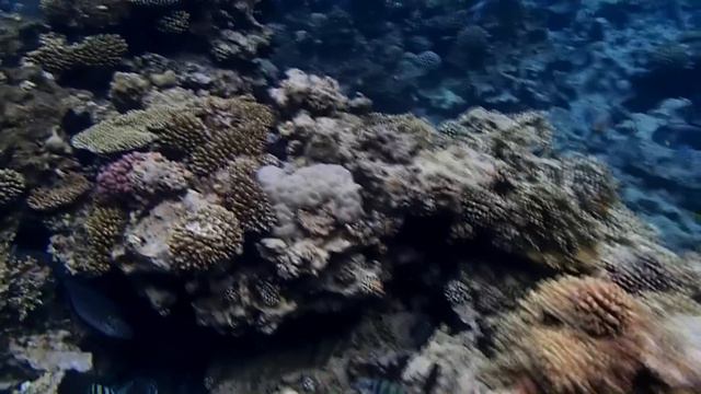 Citadel Azur and reef смотреть онлайн