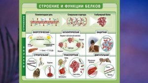 §6 «Химический состав клетки», Биология 5 класс, Сивоглазов, Плешаков.mp4