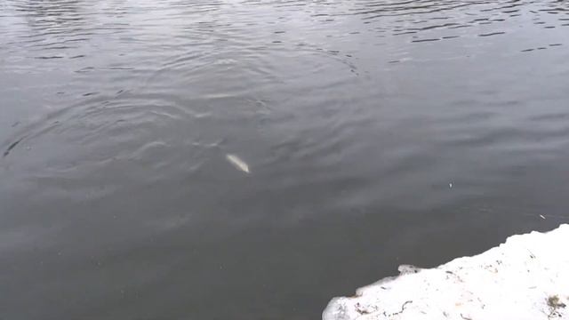 Тимирязевские пруды 2013 04 06 смотреть онлайн