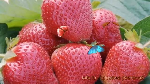 Земляника садовая Вима Ксима (vima Ksima) ? обзор: как сажать, рассада земляники Вима Ксима