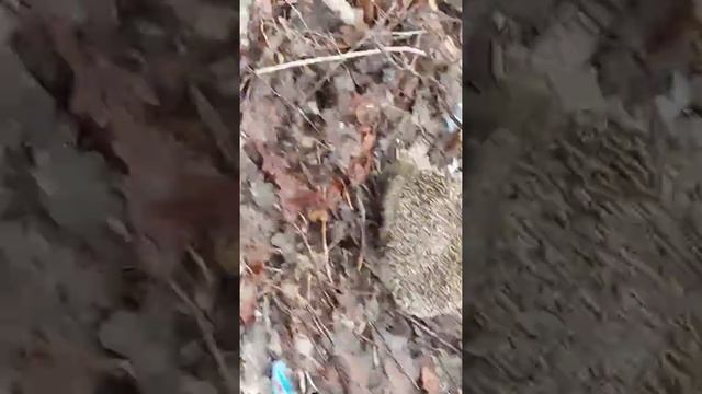 Ёжик! Мы нашли ежика смотреть онлайн
