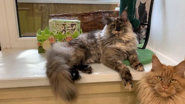 Olicia Sulamita, кошка, fs 22.Питомник мейн кун котят "Суламита". г. Воронеж смотреть онлайн