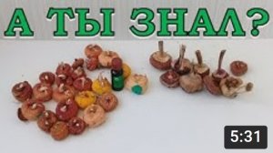 ГЛАДИОЛУСЫ: проращиваем перед посадкой ПРАВИЛЬНО???