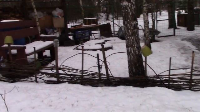 Мини обзор: кто остался, гуси, утки, цесарки, куры, козы... смотреть онлайн