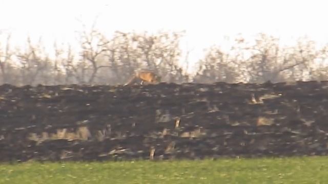 Заяц-отрицательная Лиса охотится на мышей и не подозревает,что на нее охотится IRBIS смотреть онлайн