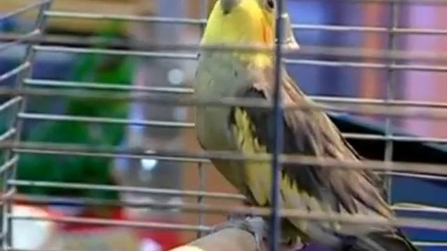 Кварк, выпуск 59. Атмосферное давление и рыбка в бутылке смотреть онлайн