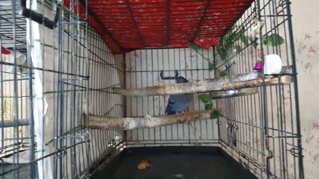 Голуби, галки, стриж, чайка, кошки и собака. Все в сборе смотреть онлайн