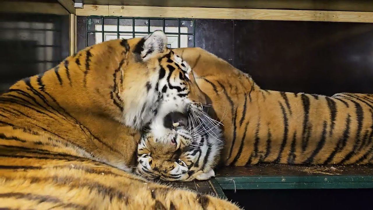 Коты Спрятались дома и засыпают!