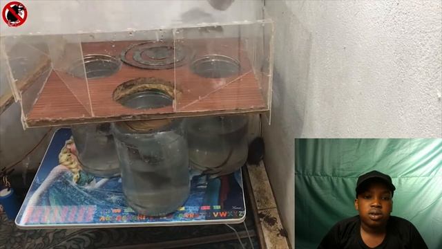 I react to crazy mouse traps смотреть онлайн