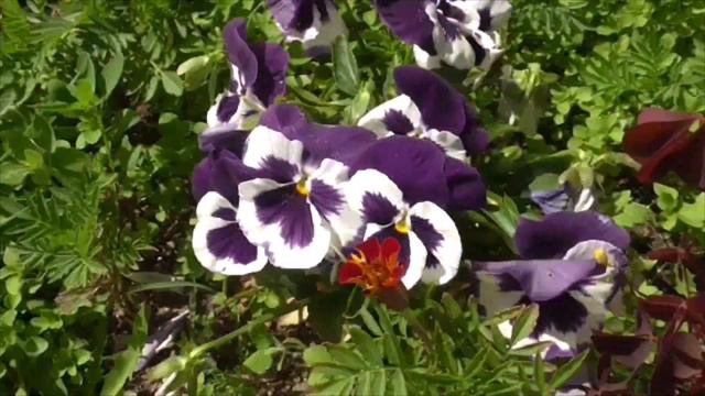 Покрываем беседку лаком на второй раз. Работаем в теплице! смотреть онлайн