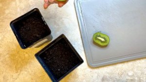 Выращивание киви дома 2022. Как посадить киви