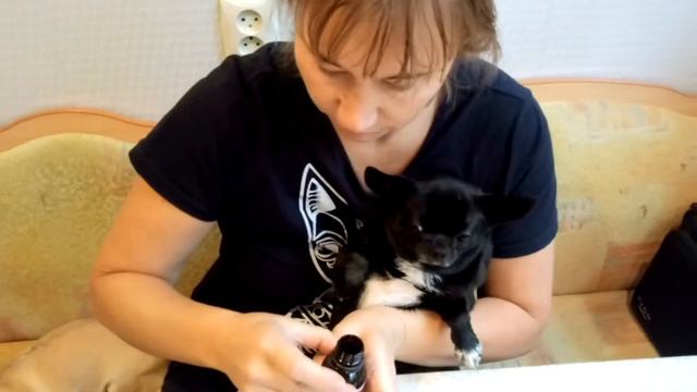 Лечение чихуахуа от храпа. смотреть онлайн