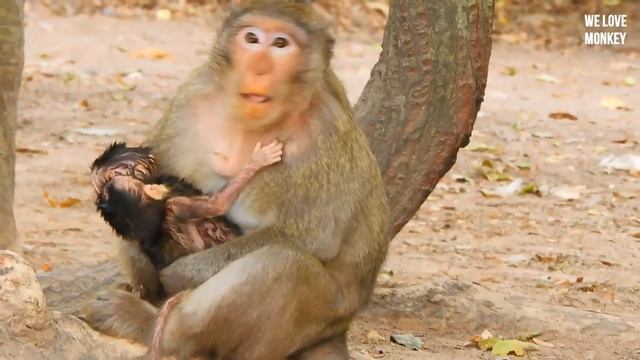 Breaking Heart Need Urgent Help Abandoned Baby Calvin Very Weak,Casi Reject Milk Baby Monkey Calvin смотреть онлайн