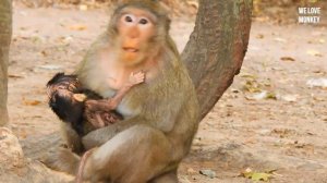 Breaking Heart Need Urgent Help Abandoned Baby Calvin Very Weak,Casi Reject Milk Baby Monkey Calvin