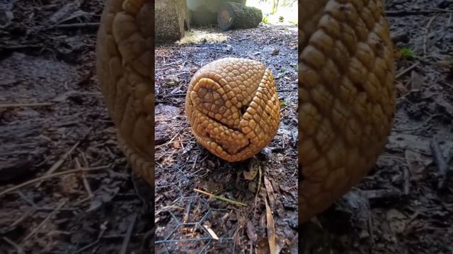 Броненосец в своей крепости.... смотреть онлайн