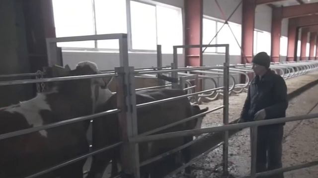 Qoramollarni SIMMENTAL zoti haqida to'liq ma'lumot! смотреть онлайн