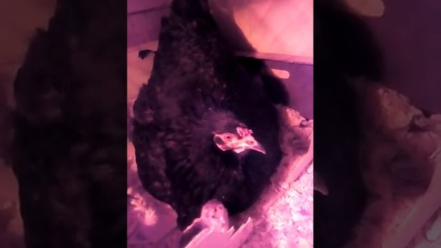 Курочка-наседка. Цыплята. смотреть онлайн