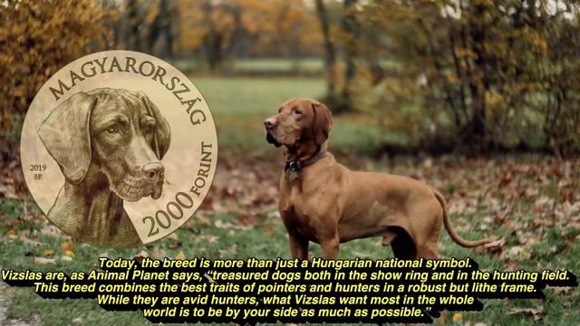 Hungarian Vizsla 2000 forint (2019) смотреть онлайн