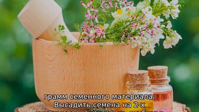 Кориандр посадка и уход в открытом грунте смотреть онлайн