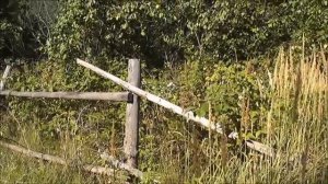 Умирать за Родину «Ленинград»