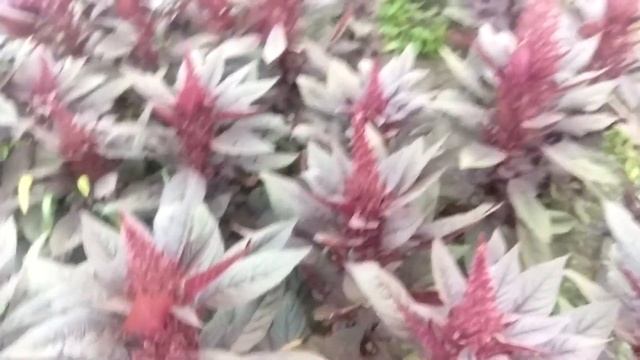 Как цветет амарант Валентина смотреть онлайн