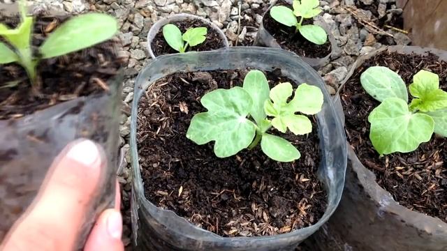 Тонкости выращивания арбузов смотреть онлайн