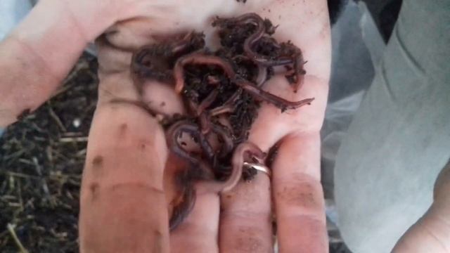 Червь. Дождевой червь.Выращивание червя в домашних условиях.Зимовка!