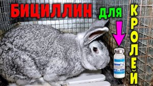 Как применять Бициллин для кроликов / Антибиотики: жизнь или смерть
