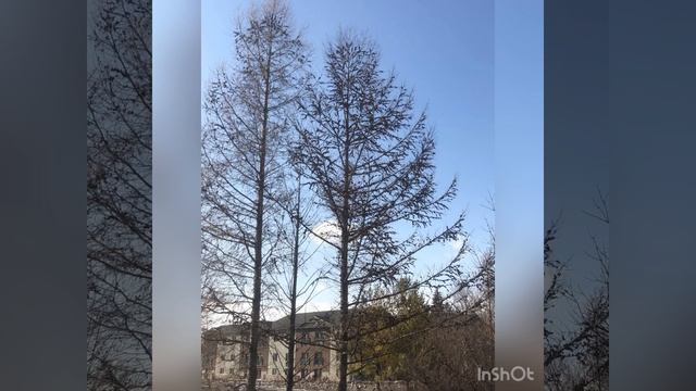 “That Tree”- Larix decidua, 2021 смотреть онлайн