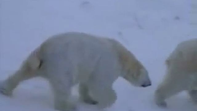 Finland/Lapland Ranua zoo(Ice Bear)芬蘭拉普蘭Ranua動物園北極熊 смотреть онлайн