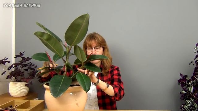 Формирование фикуса каучуконосного (ч.2). смотреть онлайн