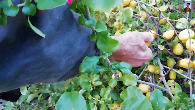 Зацвела айва японская в сентябре2019 Japanese quince bloomed in September смотреть онлайн