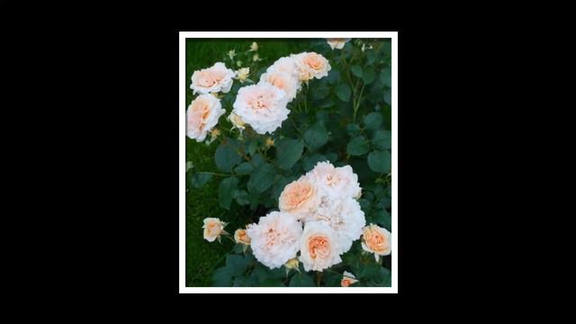 Bredon Rose смотреть онлайн