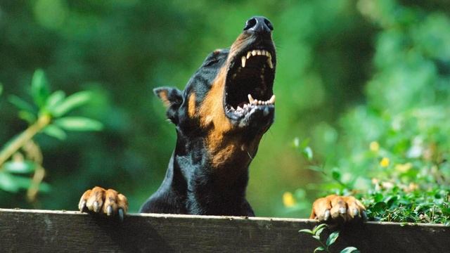Звук собаки | dog barking sound смотреть онлайн