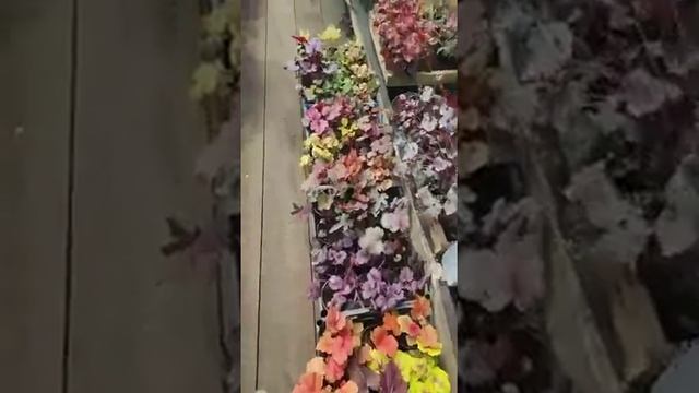 Красивейшие Гейхеры из частного питомника "Чистые пруды", город Орёл, представленные на GDESEMENA R смотреть онлайн