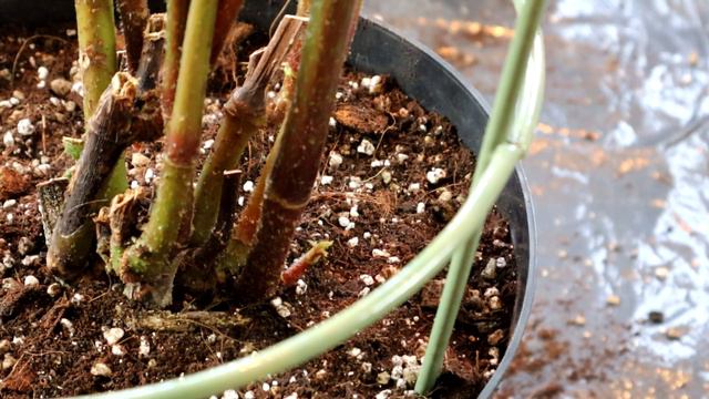 Palm Leaf Begonia Repot & Care Tips & Houseplant Tour || Begonia luxurians смотреть онлайн