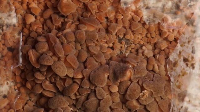 Growing Mushrooms 30 Days in 90 Seconds Time Lapse смотреть онлайн