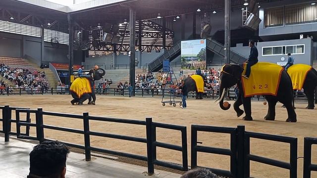 Часть 2 .Шоу слонов🐘🌴 Какие же он умные😍🐘 смотреть онлайн