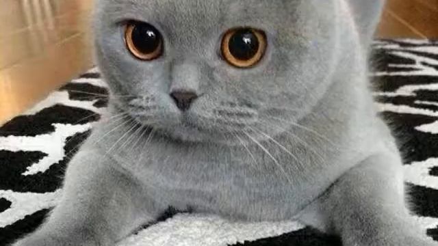 Милые фото с КОШКАМИ!!! ? смотреть онлайн
