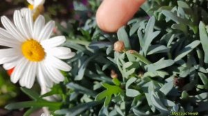 Аргирантемум! Южная, пышная красавица! Обильноцветущая красота.